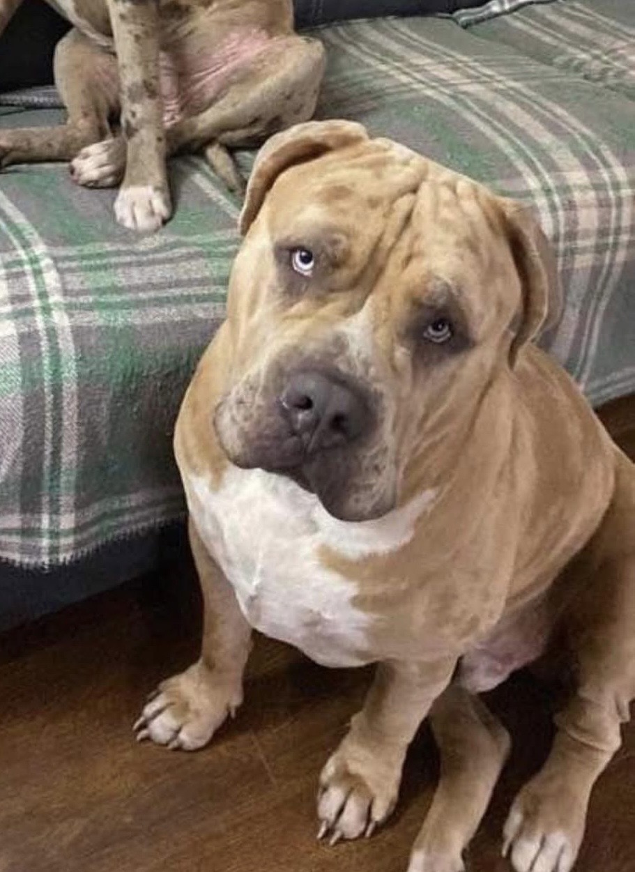 Dog Featured Image