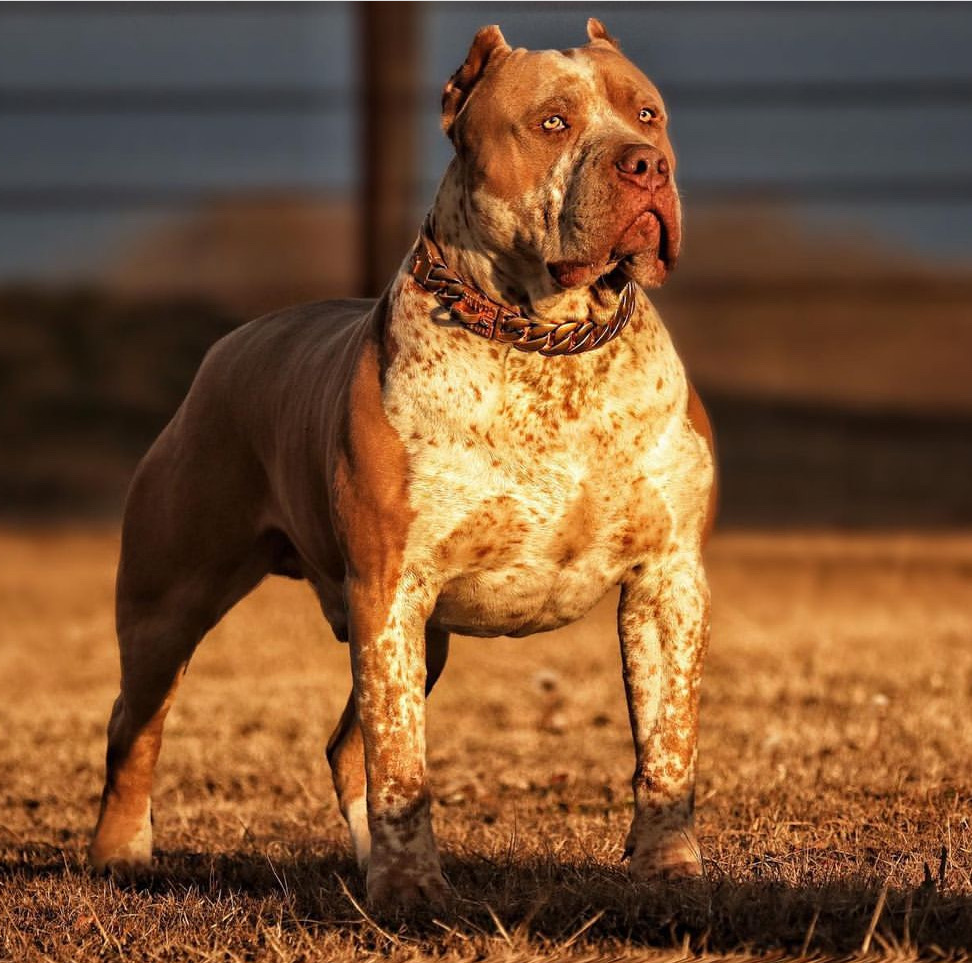 Dog Featured Image