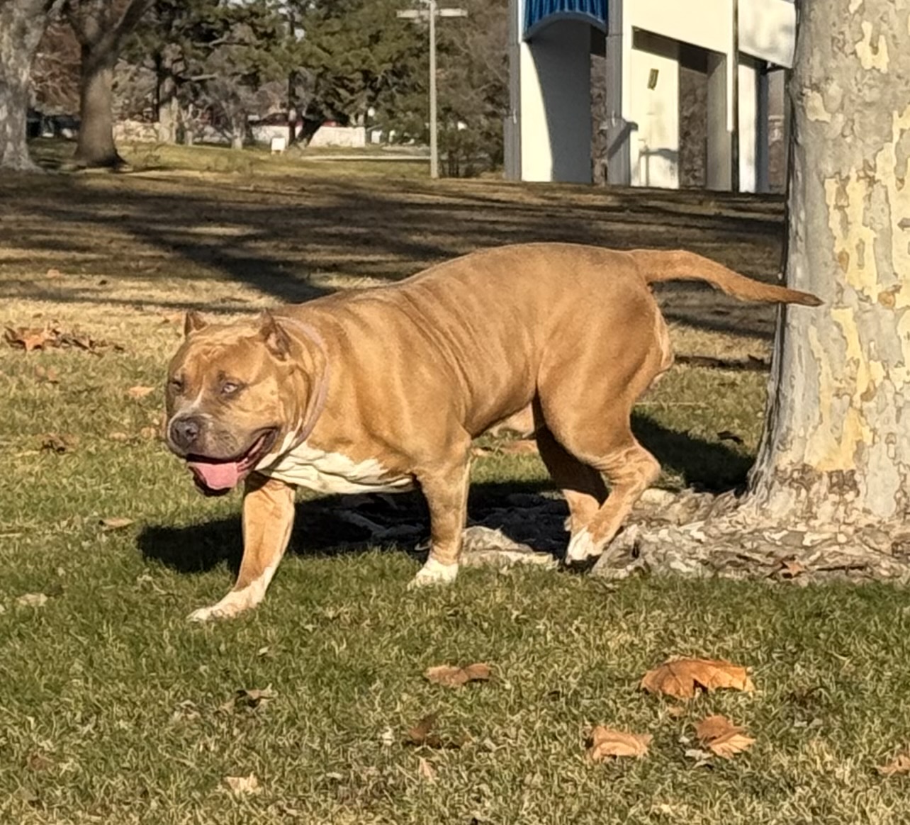 Dog Featured Image