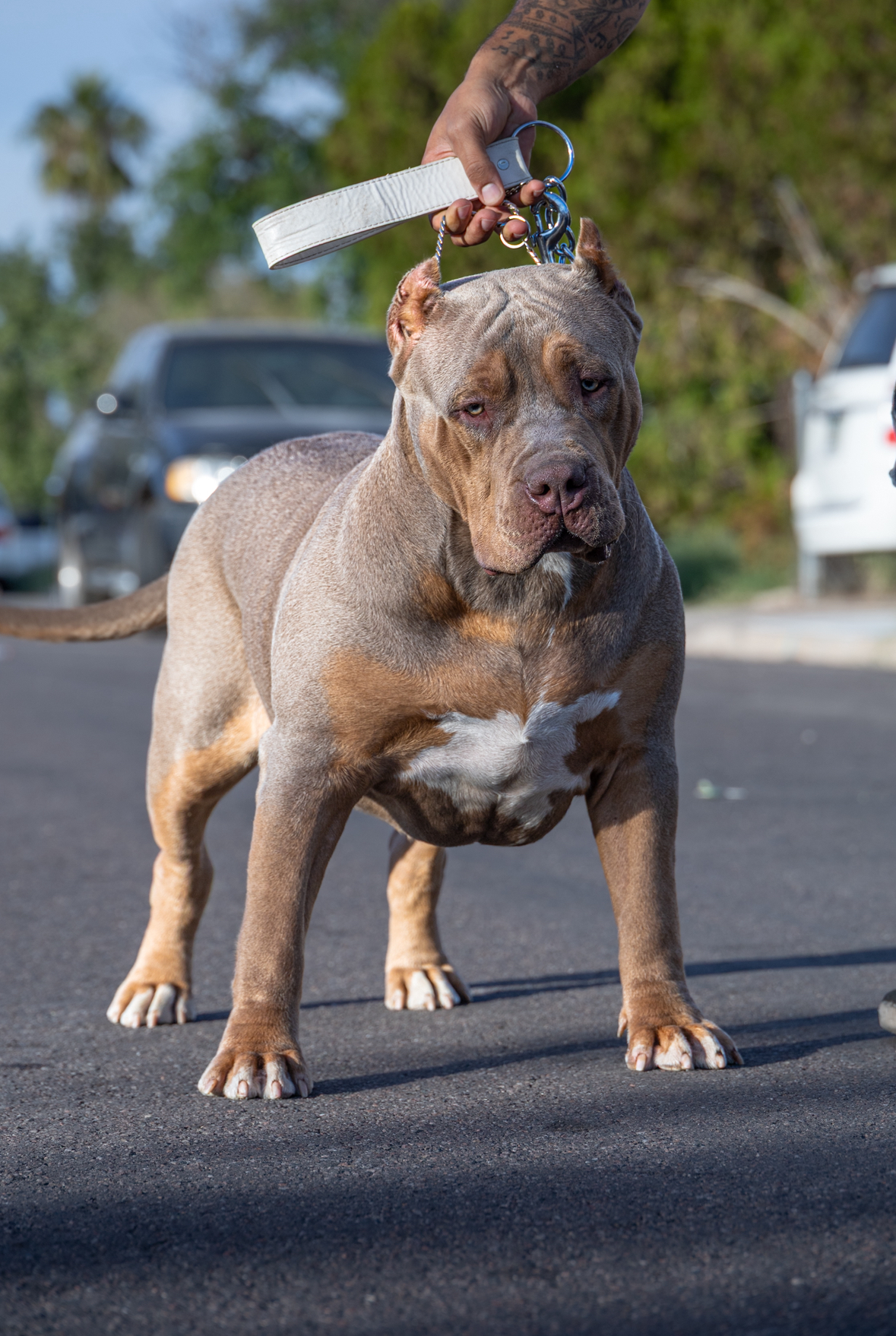Dog Featured Image