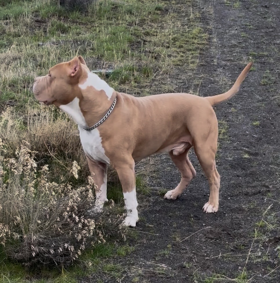 Dog Featured Image