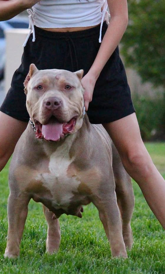 Dog Featured Image
