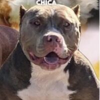HPK CHICA