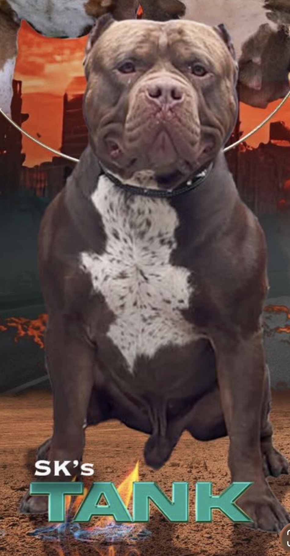 Dog Featured Image