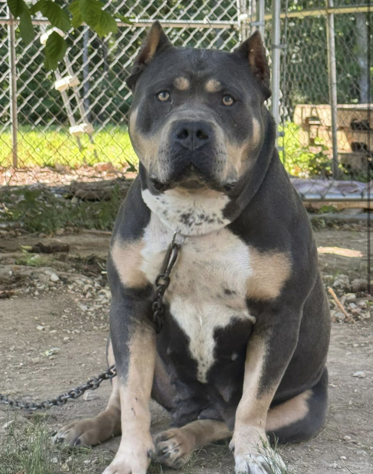 Dog Featured Image