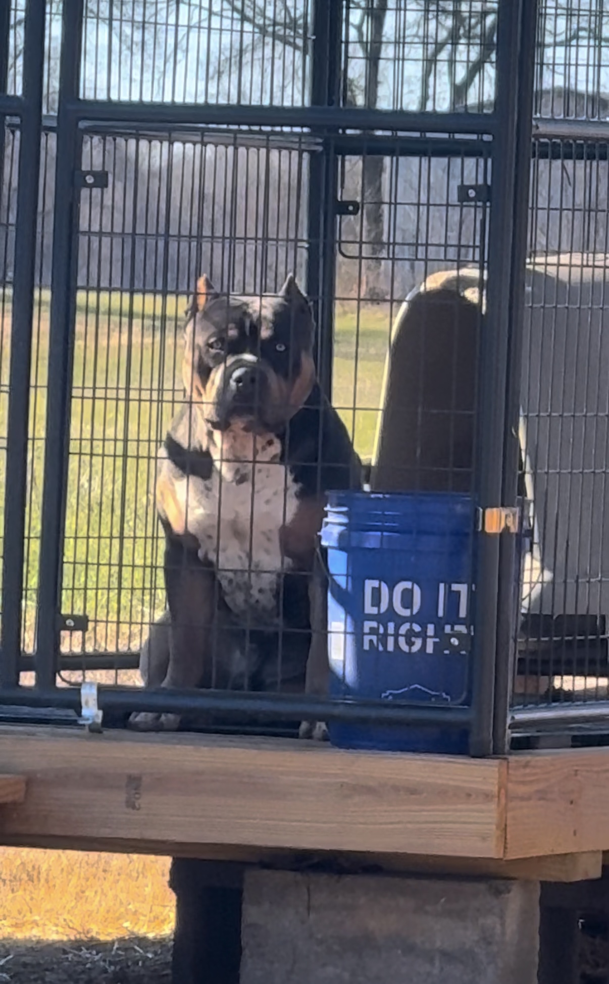 Dog Featured Image
