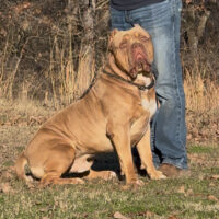 Dog Featured Image