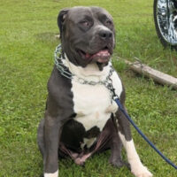 BamaBlueBullies Diesel