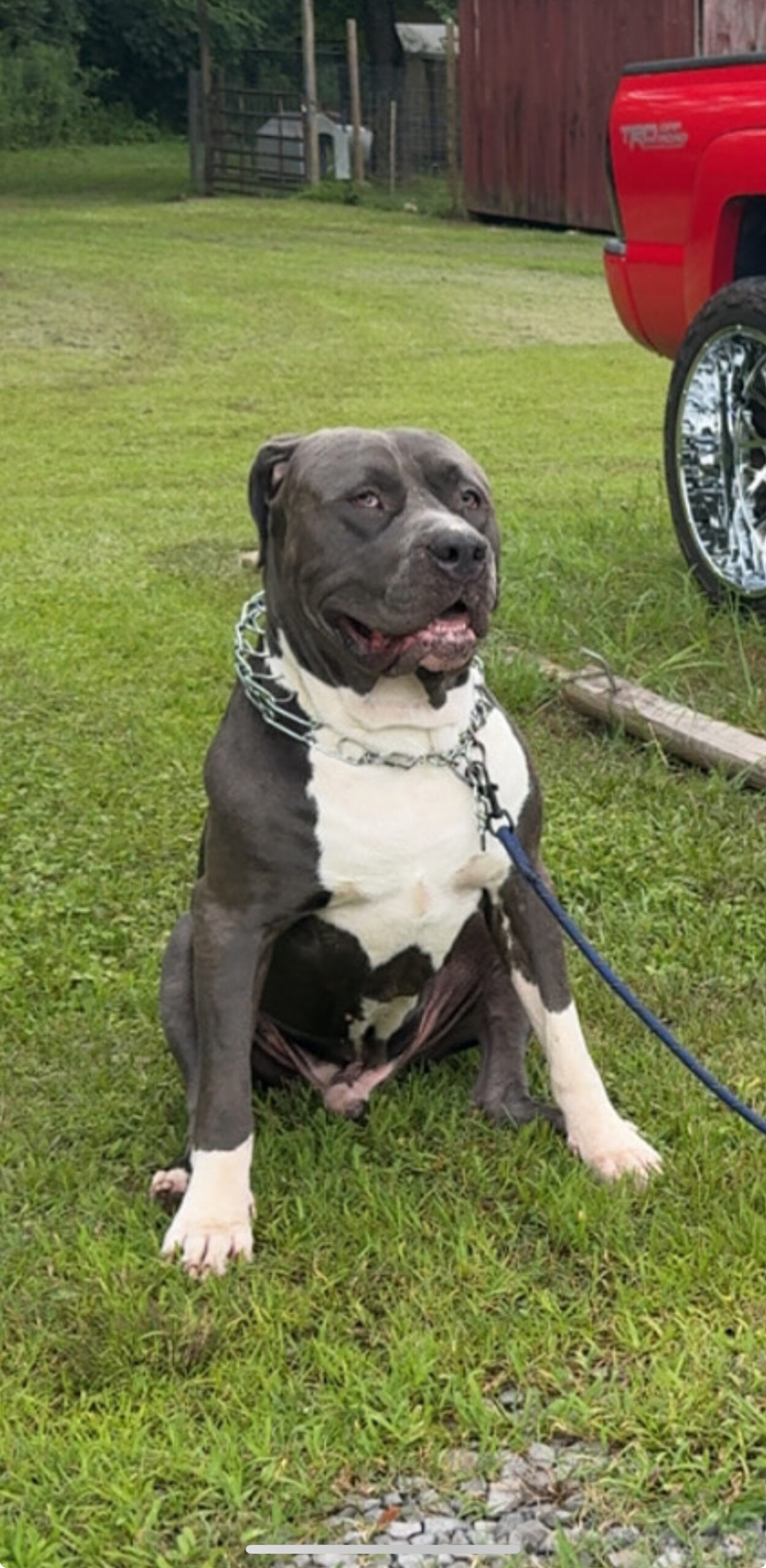 Dog Featured Image