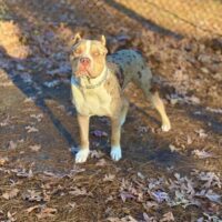 Carolina Kind Bullies Atlas Ruffin