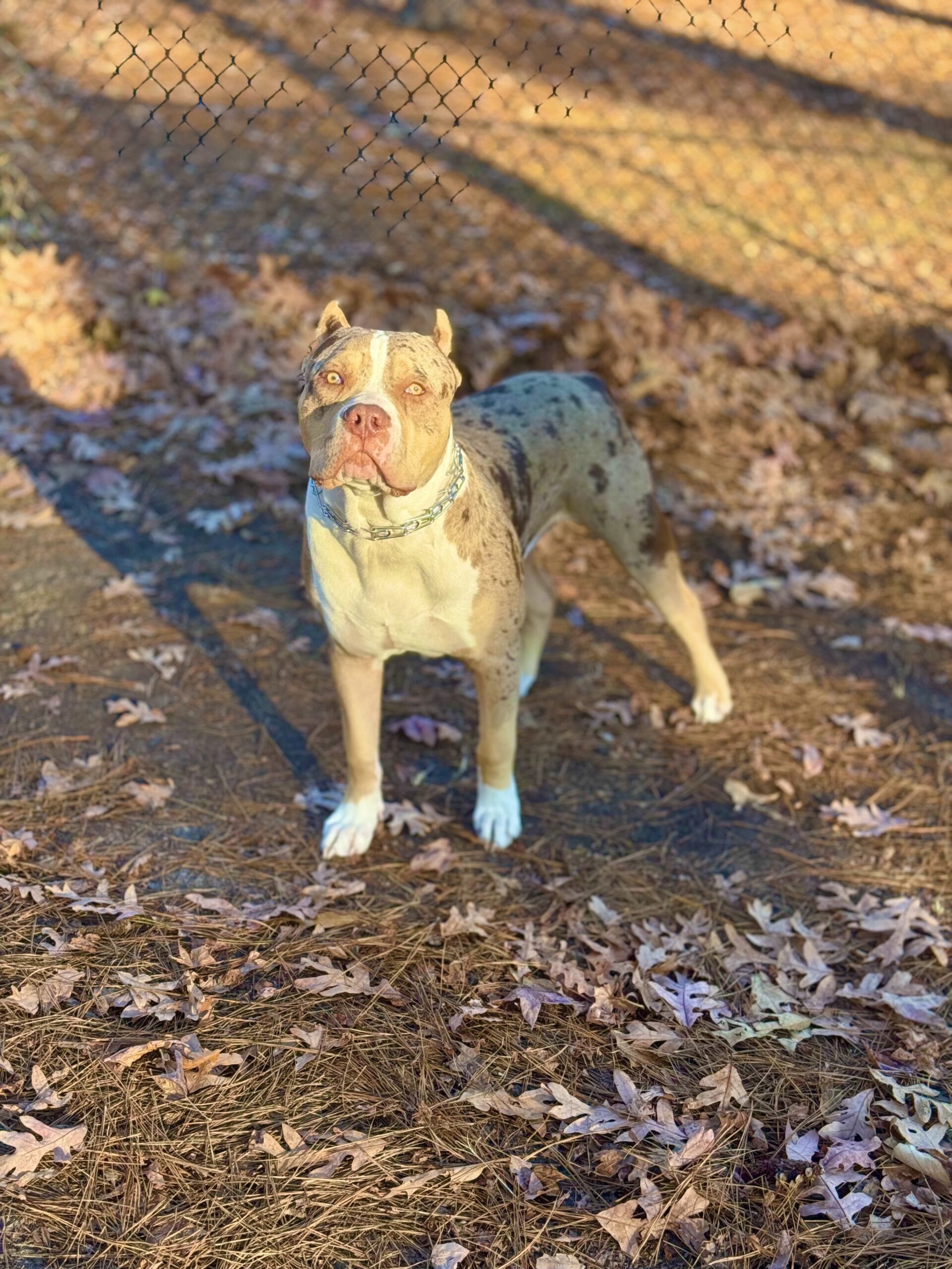 Dog Featured Image