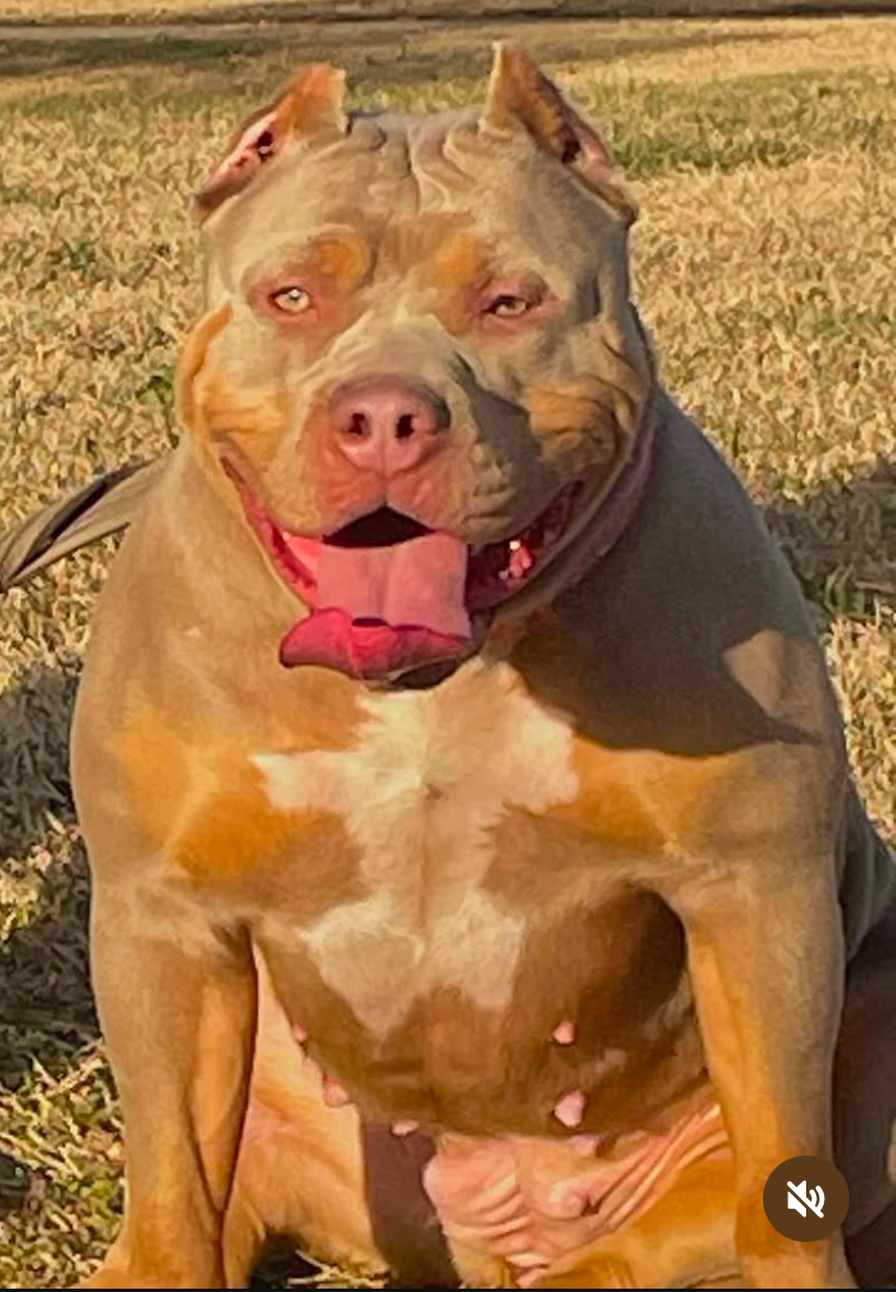Dog Featured Image