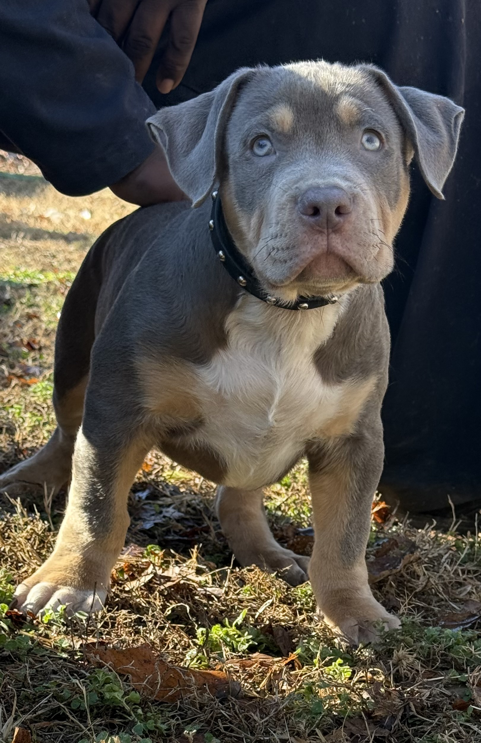 Dog Featured Image