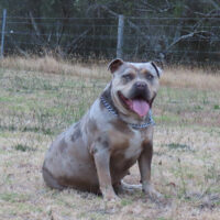 Alpha Kennels Beretta