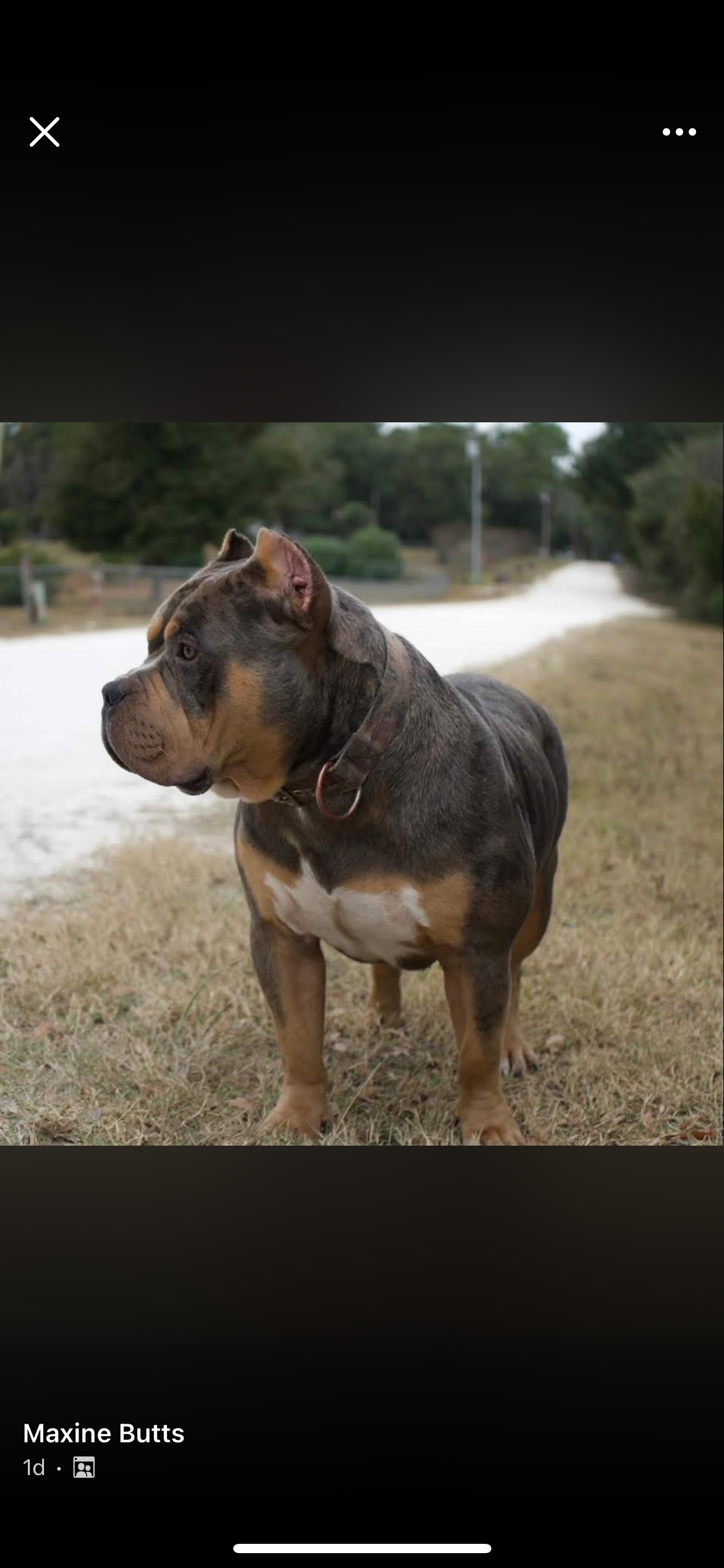 Dog Featured Image