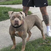 RBK’s DREAM