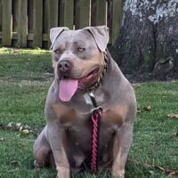 LVB’s Lilah