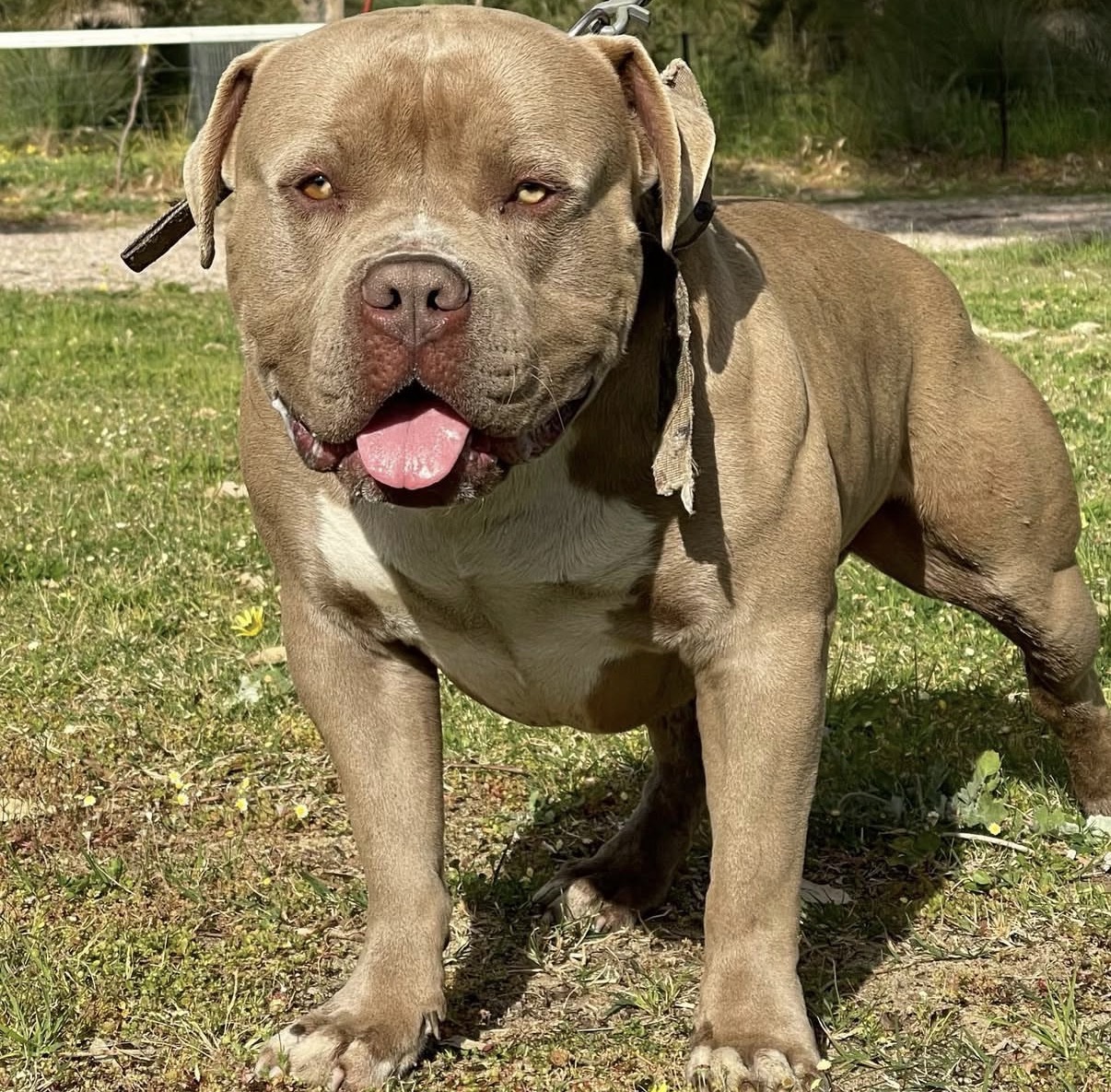 Dog Featured Image