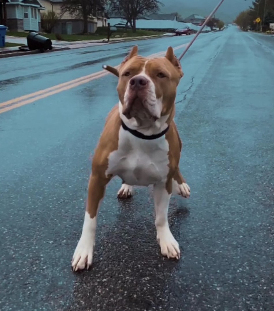 Dog Featured Image