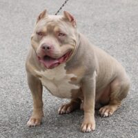 Koda of SBK