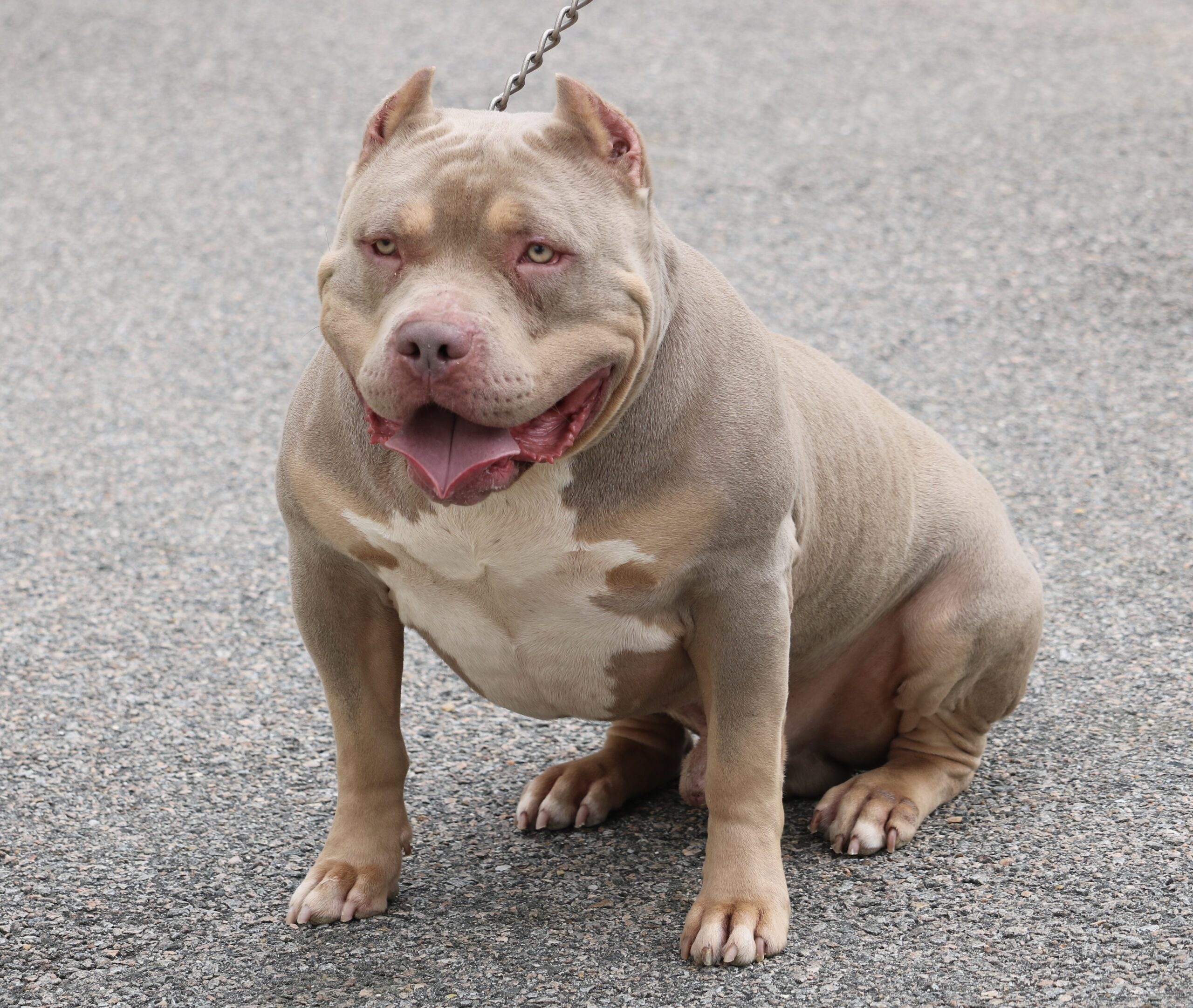 Dog Featured Image