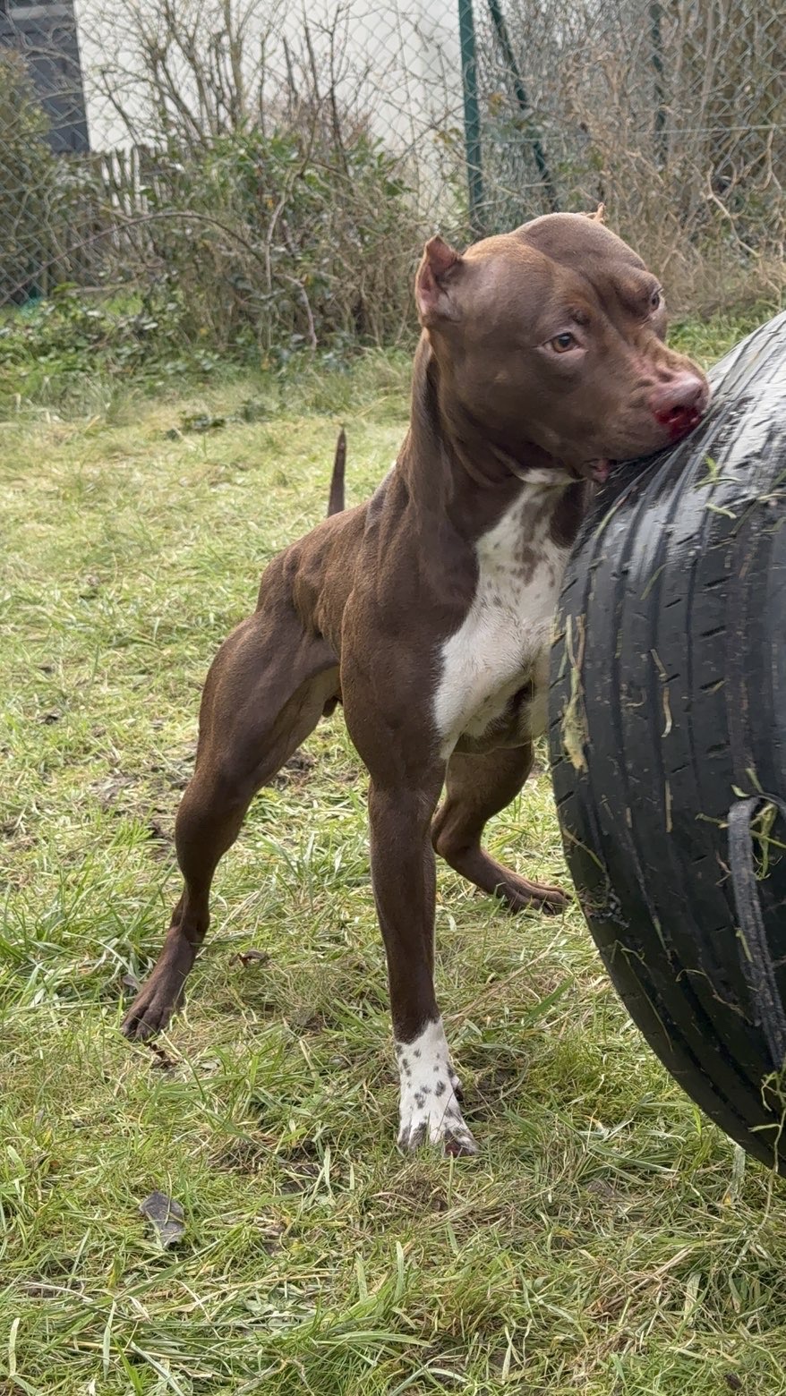 Dog Featured Image