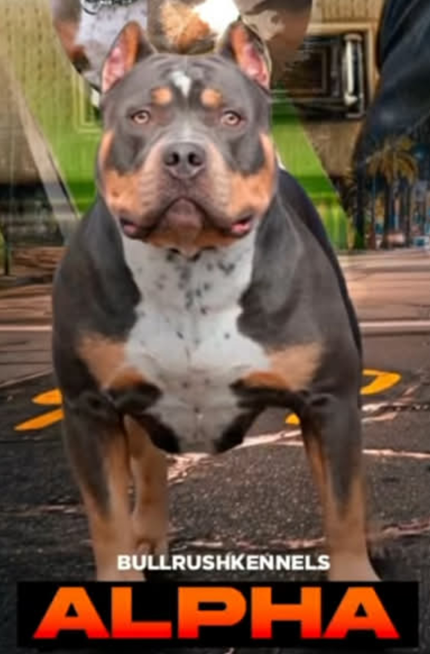 Dog Featured Image