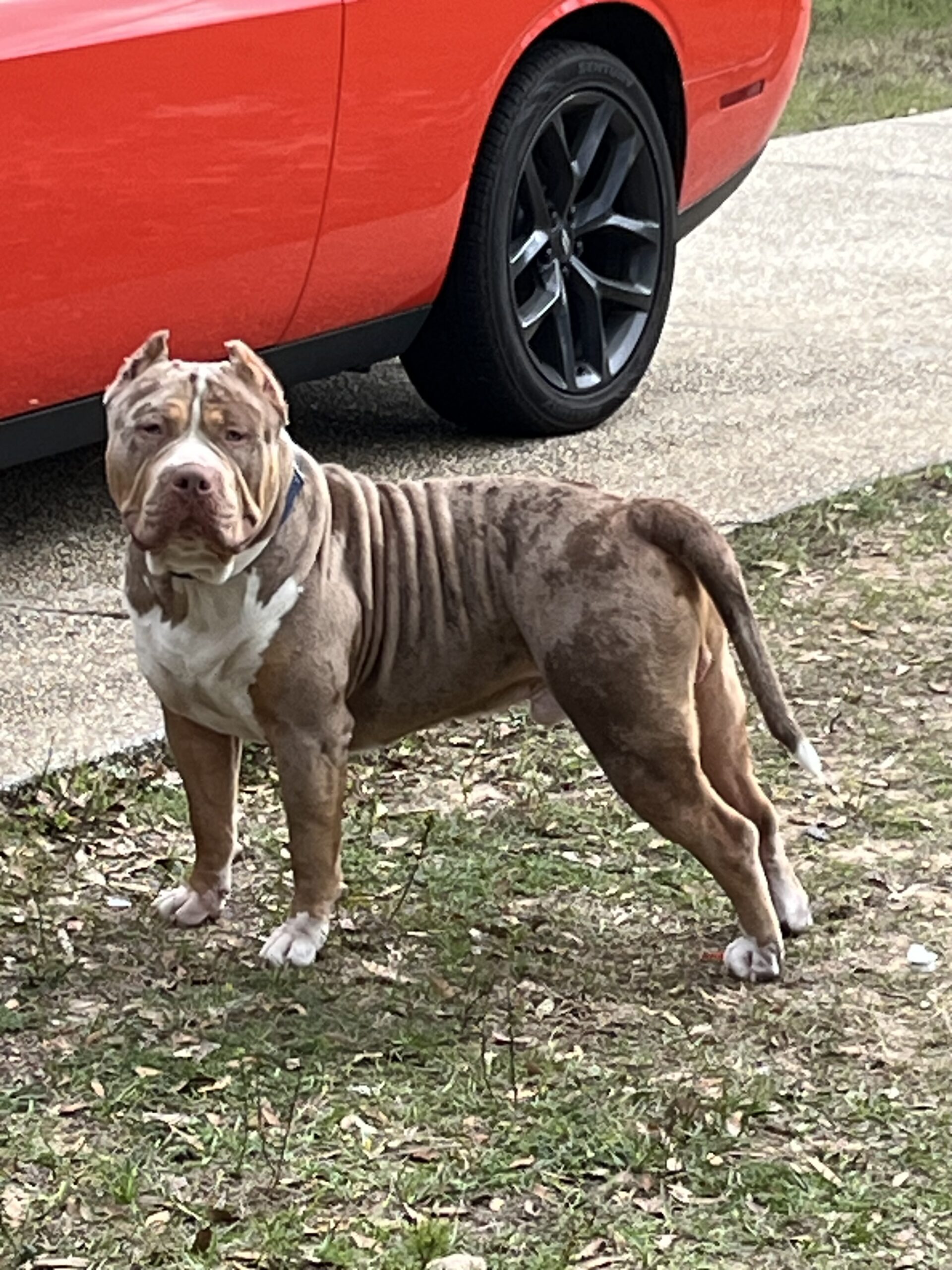 Dog Featured Image