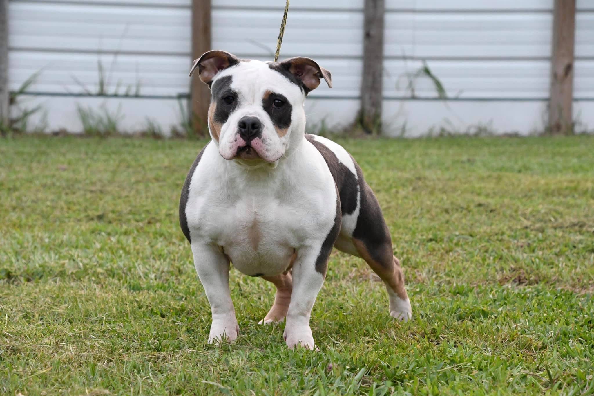 Dog Featured Image