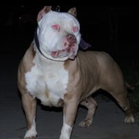 Airdawwgg’s Betty White