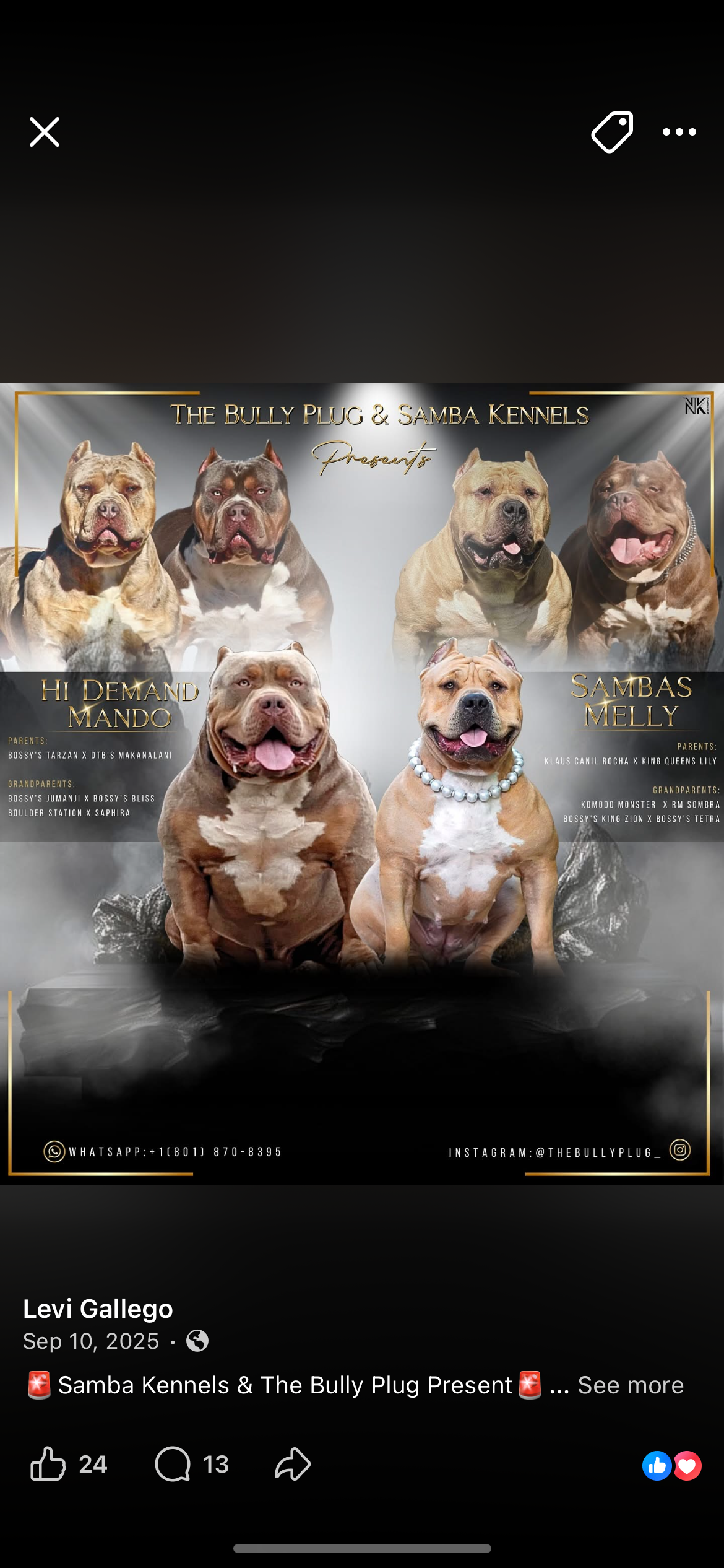 Dog Featured Image