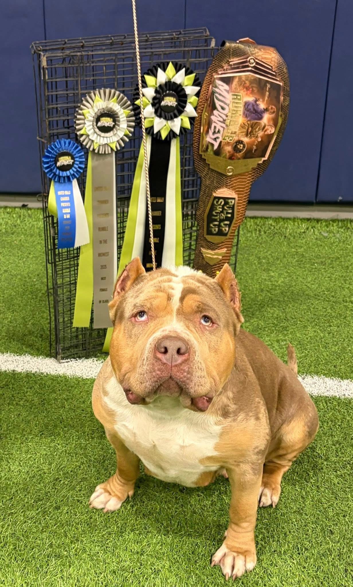 Dog Featured Image