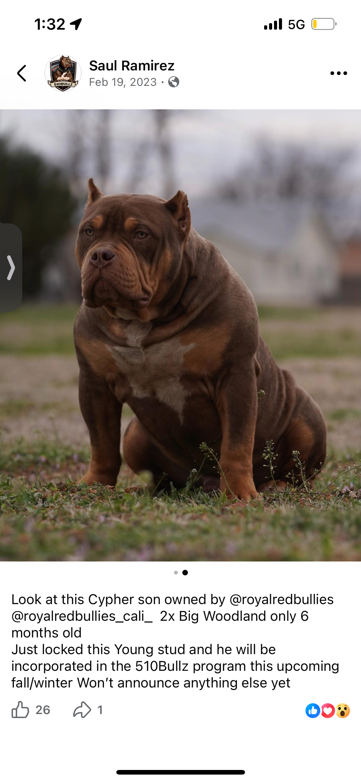 Dog Featured Image