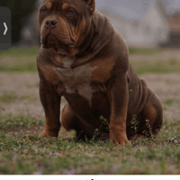Ffffffflllorrrida finest breeder again