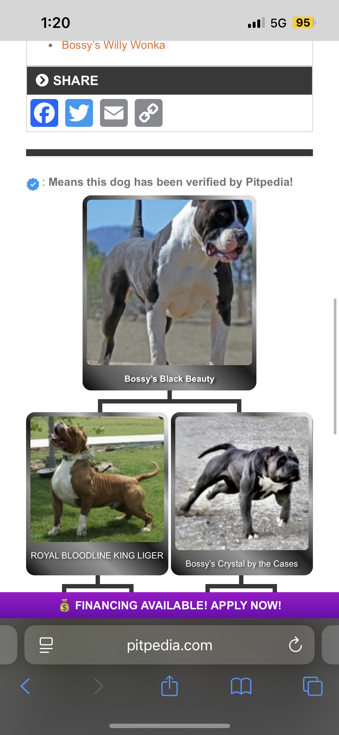 Dog Featured Image