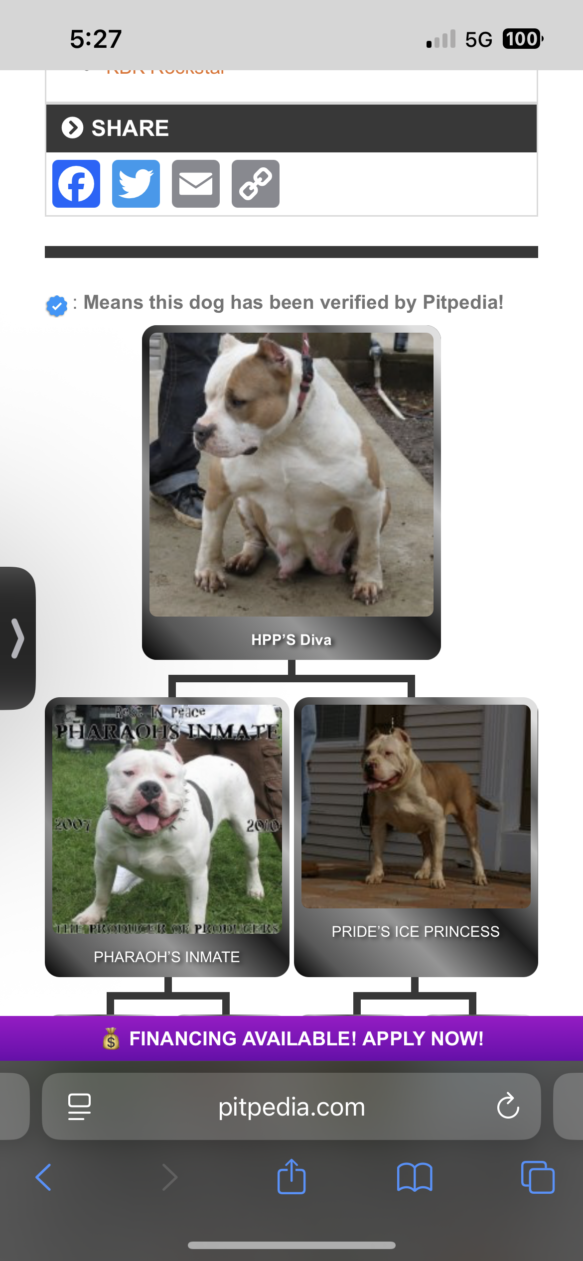 Dog Featured Image