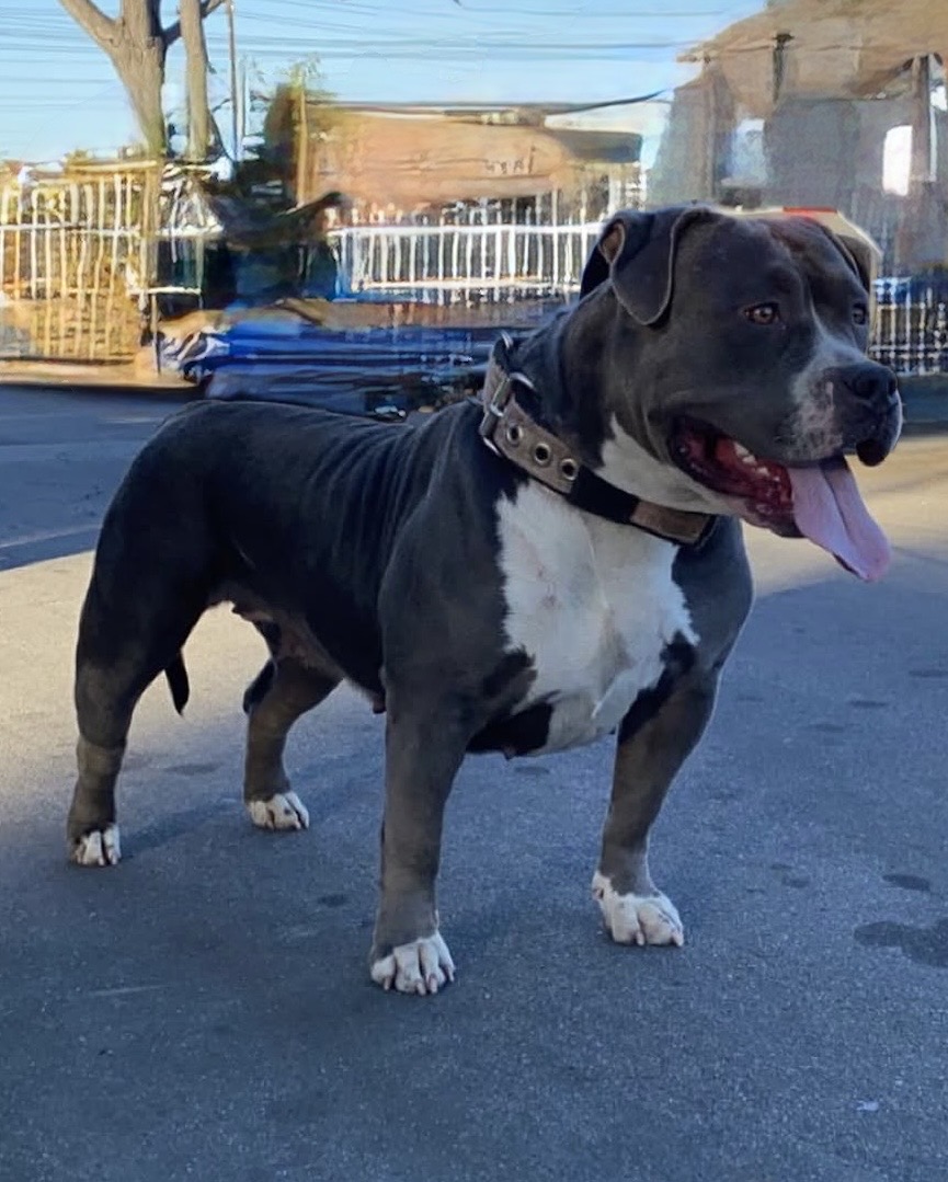 Dog Featured Image