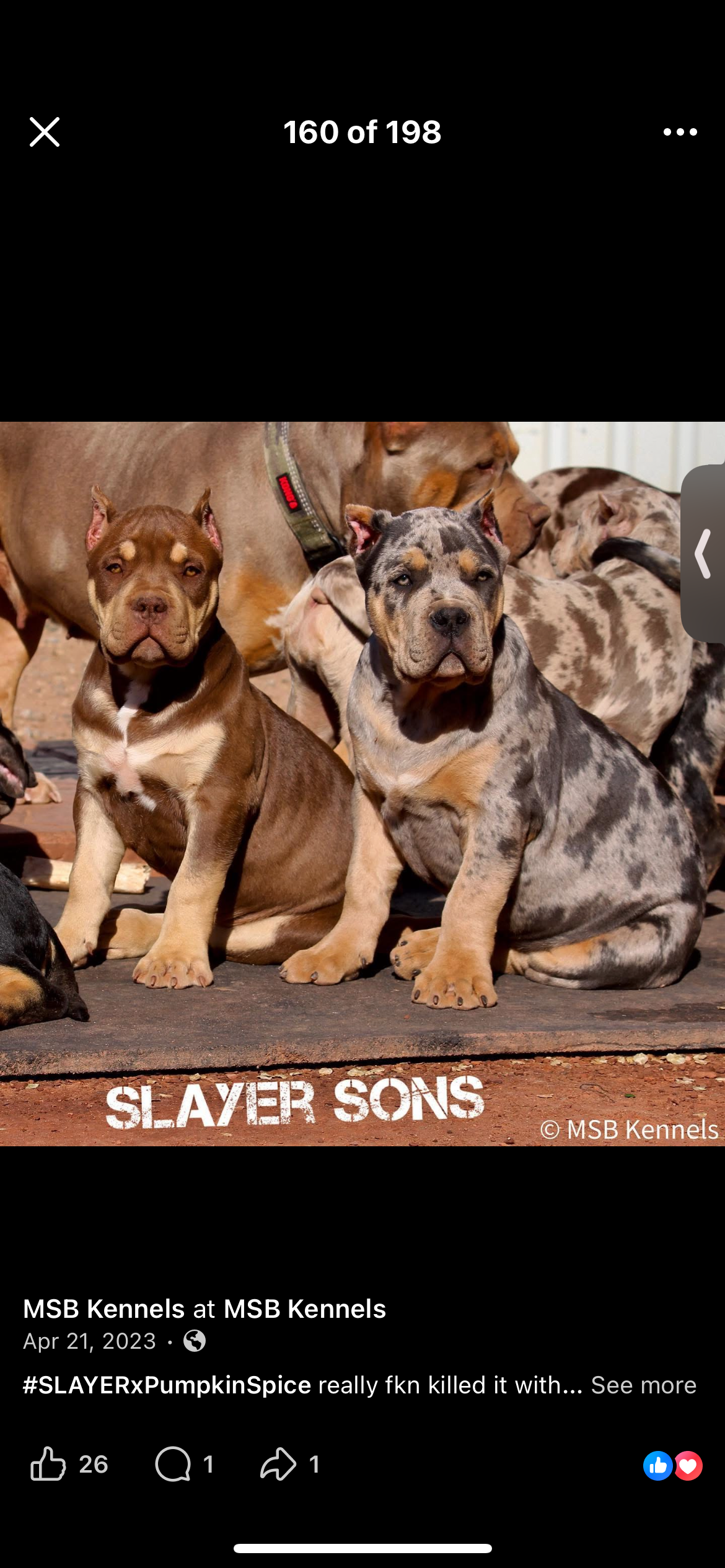 Dog Featured Image