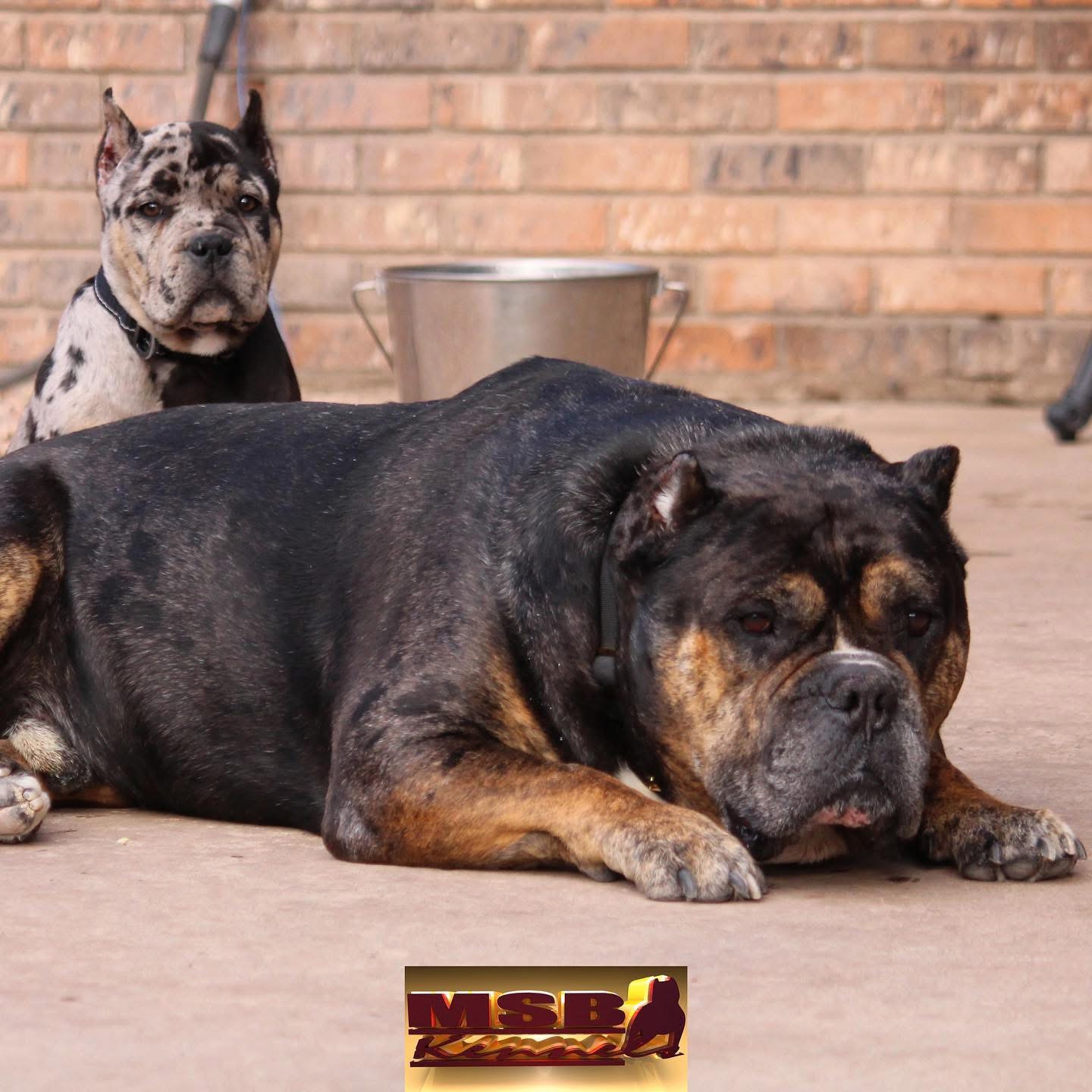 Dog Featured Image