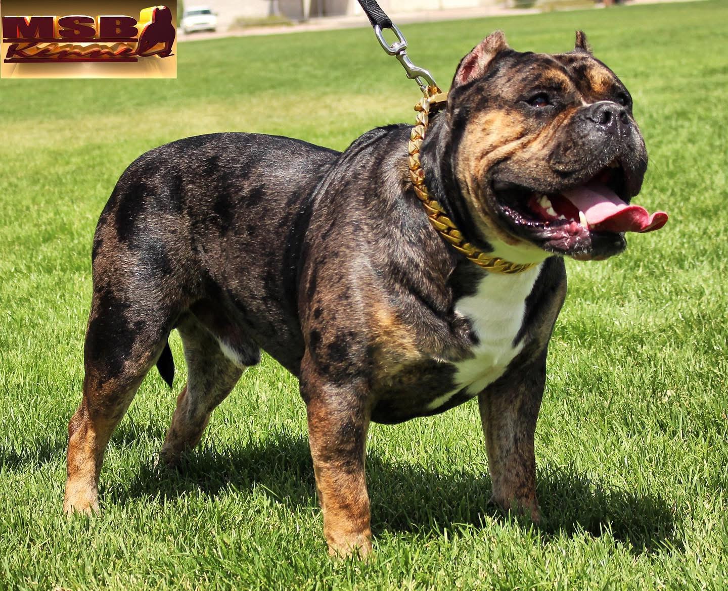 Dog Featured Image