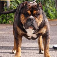 Money first breeding last