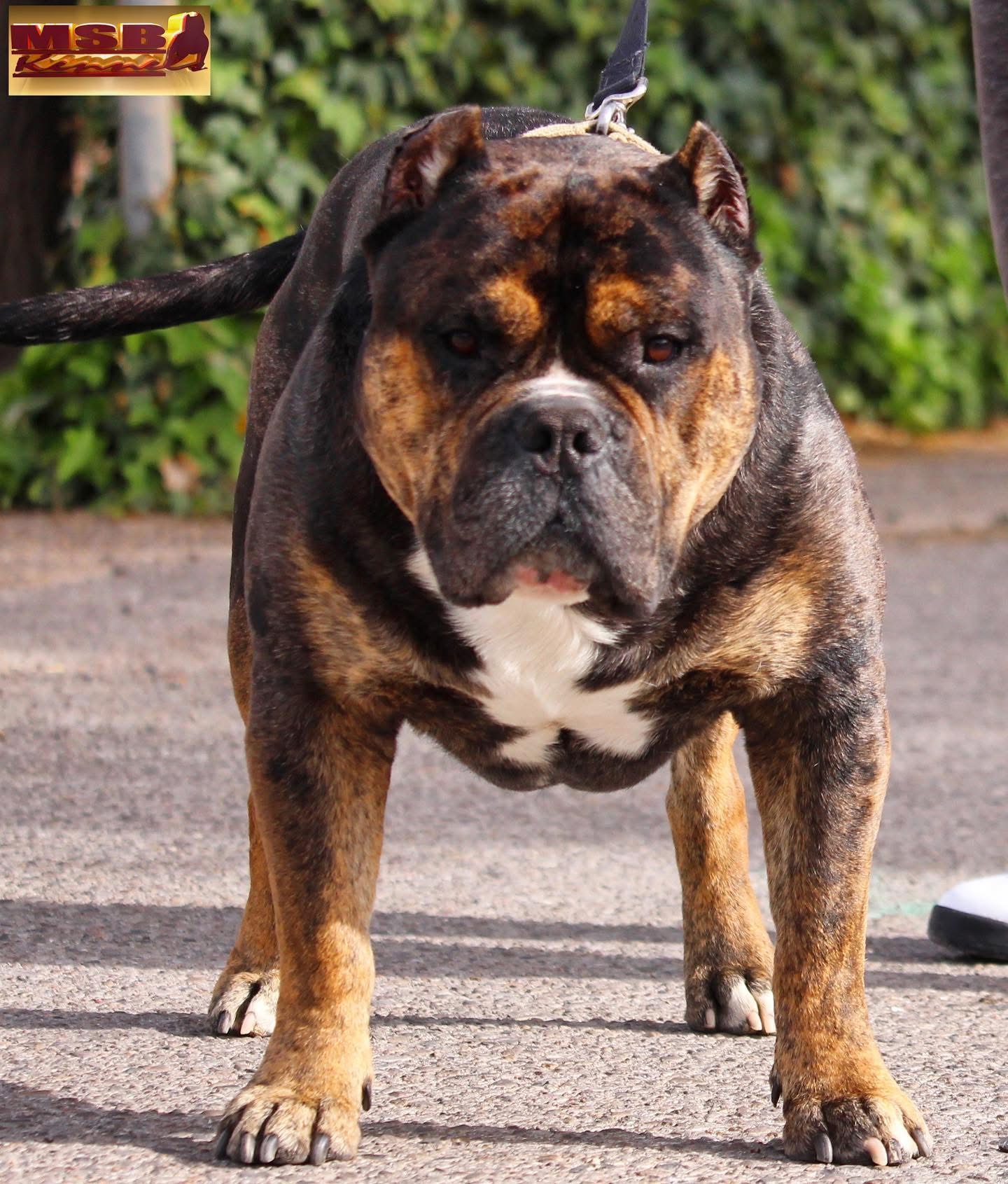 Dog Featured Image