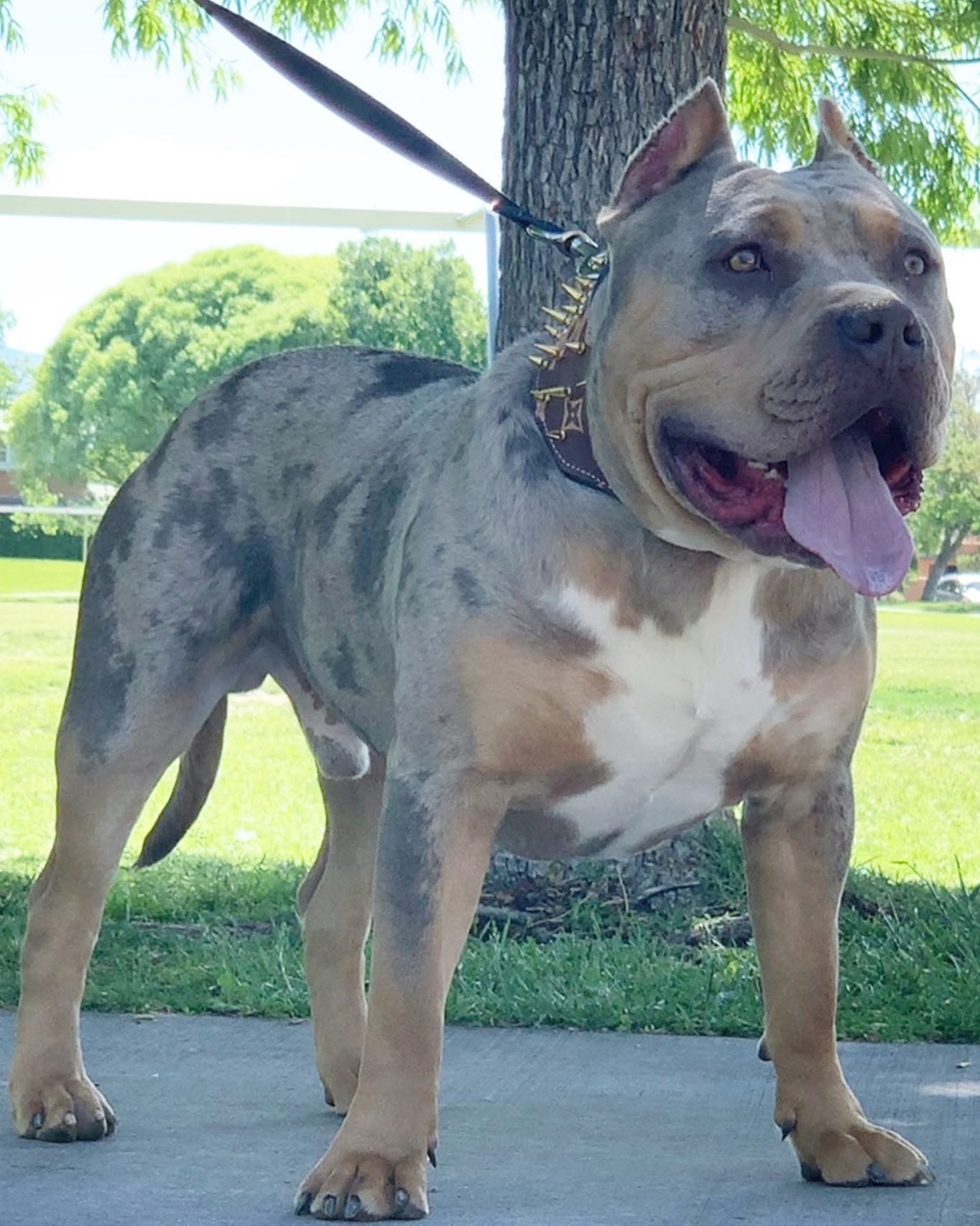 Dog Featured Image