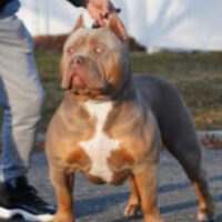 Ocala fl got the best bullies in the making