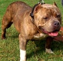 Dog Featured Image