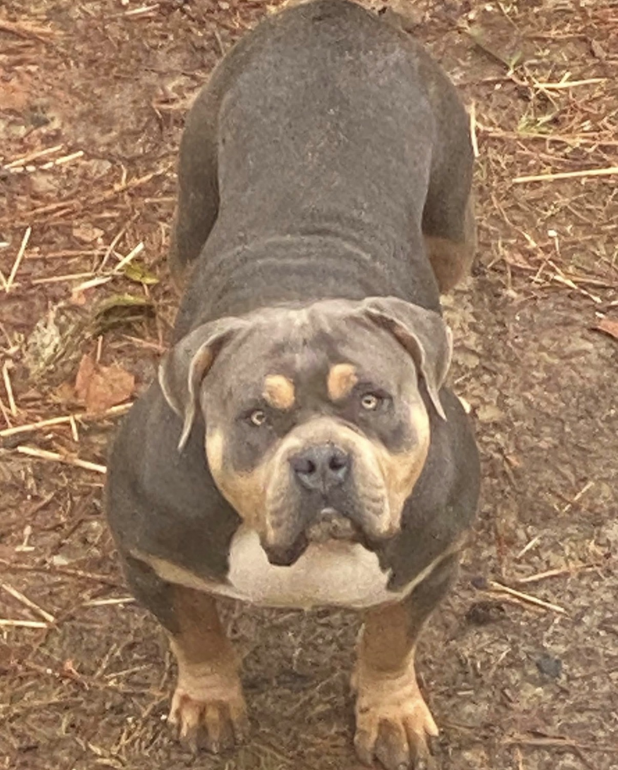Dog Featured Image