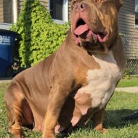 Ultimate Bullies Gracie of Diesel Kennels