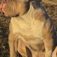 SHOWMEBULLS PINKALICIOUS