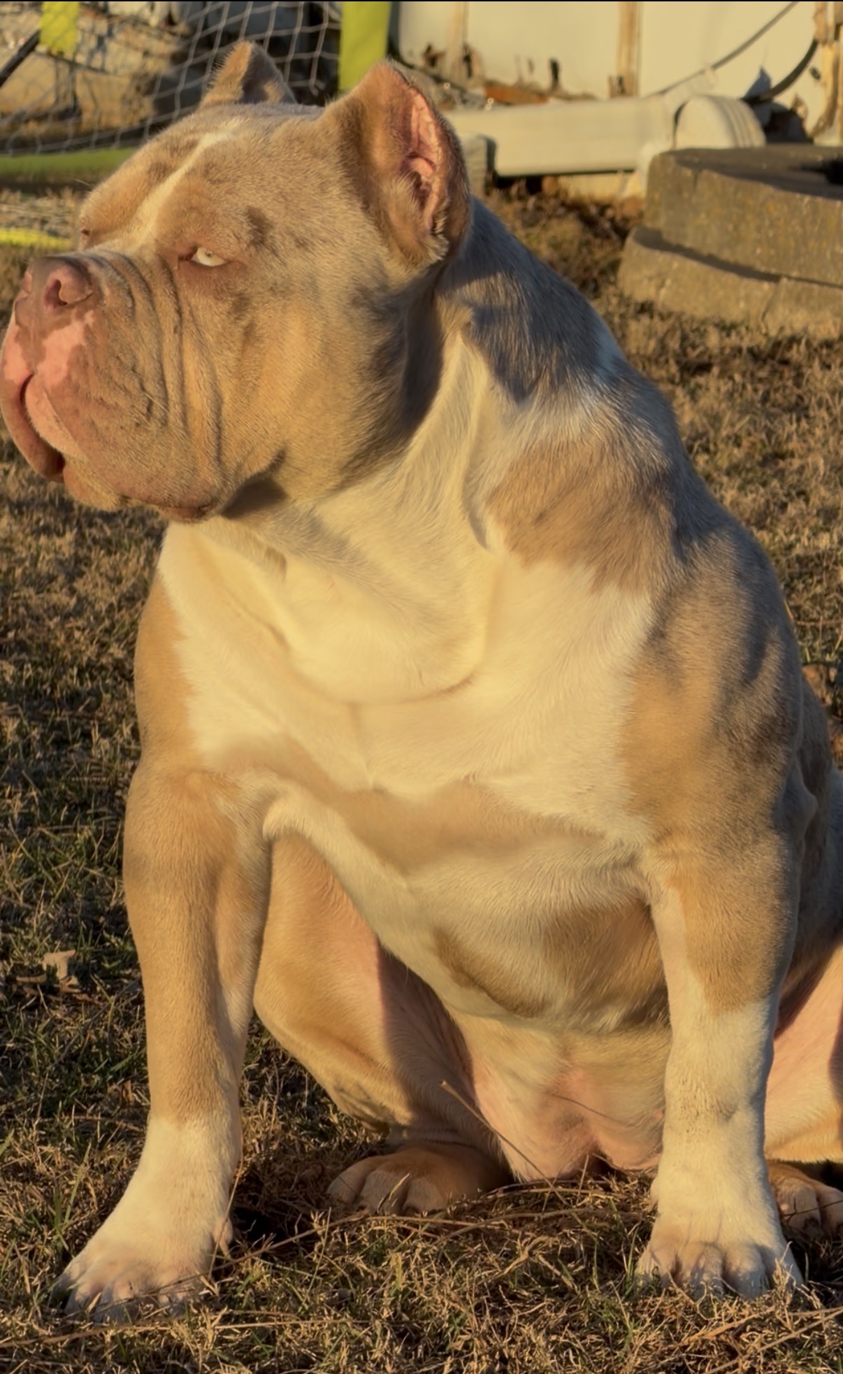 Dog Featured Image