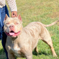 LTM_exotic_kennel diesel